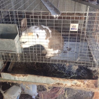 Profile Picture of Daniel McCammon (@DanielMcCammon4) on Twitter