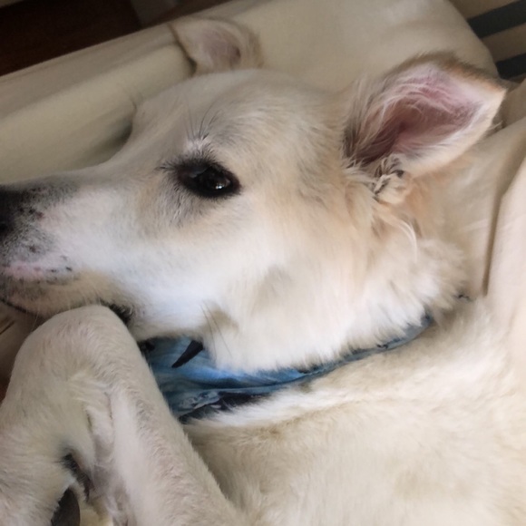 Profile Picture of Alyssa Genzmann (@alyssagenz) on Poshmark