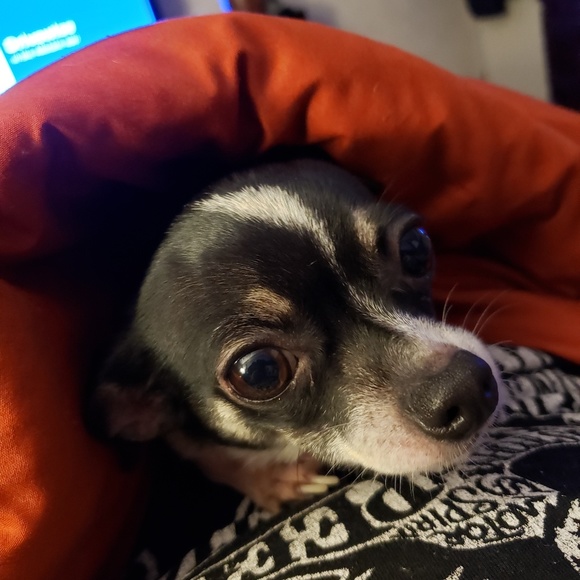 Profile Picture of Sonya Hacko (@sghacko7378) on Poshmark