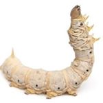 Profile Picture of Thomas Edgar Cowart (@tcinsects) on Instagram