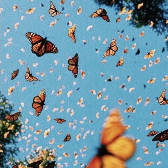 Profile Picture of Lucy Melott (@lkm1120) on Poshmark