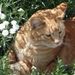 Profile Picture of Noranna Schultz-Krebs (@norvalh) on Pinterest