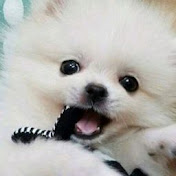 Profile Picture of Mina Alizadeh (@minaalizadeh3106) on Youtube