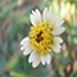 Profile Picture of Carol Kero (@carol kero) on Flickr