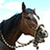 Profile Picture of Susan Marxer (@saddlescenes) on Flickr
