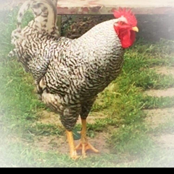 Profile Picture of Mark Raymond (@mrandjs4l) on Poshmark