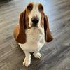 Profile Picture of Georgina the Basset (@georginathebasset) on Tiktok