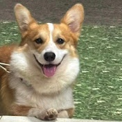 Profile Picture of GIA ĐÌNH LU TING - CORGI DAK LAK (@Tingcutee) on Youtube