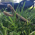 Chris Ethan Mckibbins - Instagram Profile Picture of Chris Ethan Mckibbins (@slightlypsych0) on Instagram