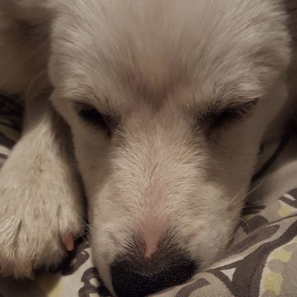 Profile Picture of Erica Papaleo (@eapapaleo) on Poshmark