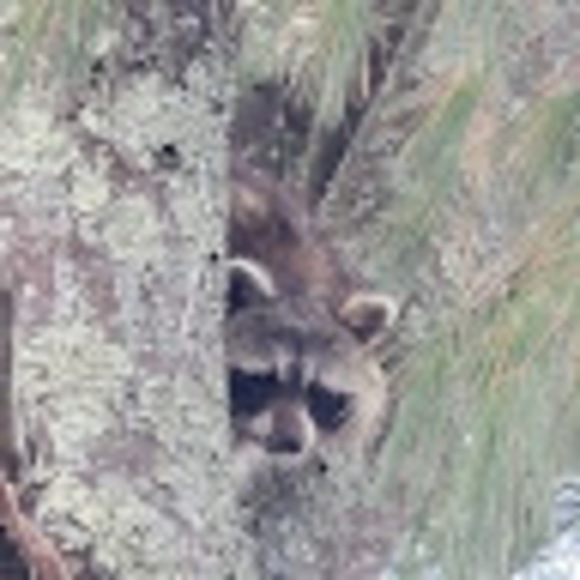 Profile Picture of Eric Maclauchlan (@maclauchlan70) on Poshmark