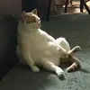 Profile Picture of Chuck English (@chuck.english6) on Tiktok