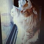 Profile Picture of Sylvie Dechen (@sylviedechen) on Instagram