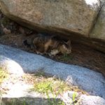 Profile Picture of Paula McKissick (@pinemntn) on Instagram