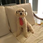 Profile Picture of Teddy Bogart (@teddybogart) on Instagram