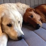 Profile Picture of Norman And Walter (@ourtwogoldens) on Instagram