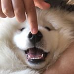 Profile Picture of Shaun the Samoyed 🐾 (@shaunthesamoyed) on Instagram
