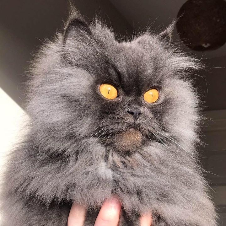Profile Picture of   Bobbie the Persian... (@thatcatbobbie) on Tiktok