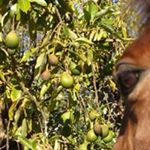 Profile Picture of Joanne Nossiter (@joannenossiter) on Instagram