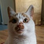 Profile Picture of Chris Cuthill (@cuthill73) on Instagram