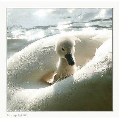 Profile Picture of Yifeng Wang (@if_wang) on Twitter