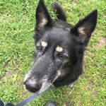 Profile Picture of Patty Paws. Victoria Benner (@patty_paws_toronto) on Instagram