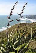 Profile Picture of Phormium tenaxon Wikipedia