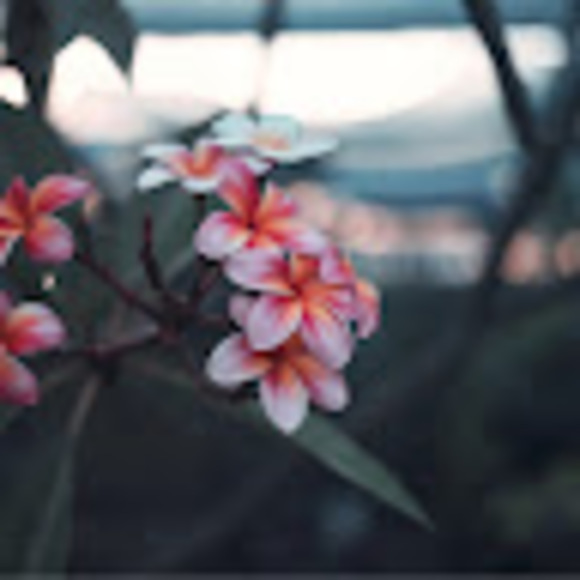 Profile Picture of Sophia Franklin (@sophiafrankl731) on Poshmark