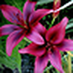 Profile Picture of Joanne Smith (@jospix) on Flickr