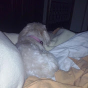 Profile Picture of Thomas Garzon (@thomasgarzon1544) on Youtube