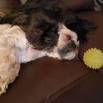 ADVENTURES_OF_KARLIE&COOPER - Instagram Profile Picture of ADVENTURES_OF_KARLIE&COOPER (@theadventuresofkarli) on Instagram