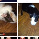 Profile Picture of BIZMARK&GILLIGAN_TheGuineaPigs (@bizmarkgilligan_theguineapigs) on Instagram