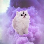 Profile Picture of Isaac Messersmith (@_giveitarest_) on Instagram