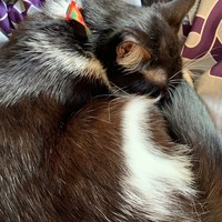 Profile Picture of Stacie Kozikowski (@stacie-kozikowski) on Quora