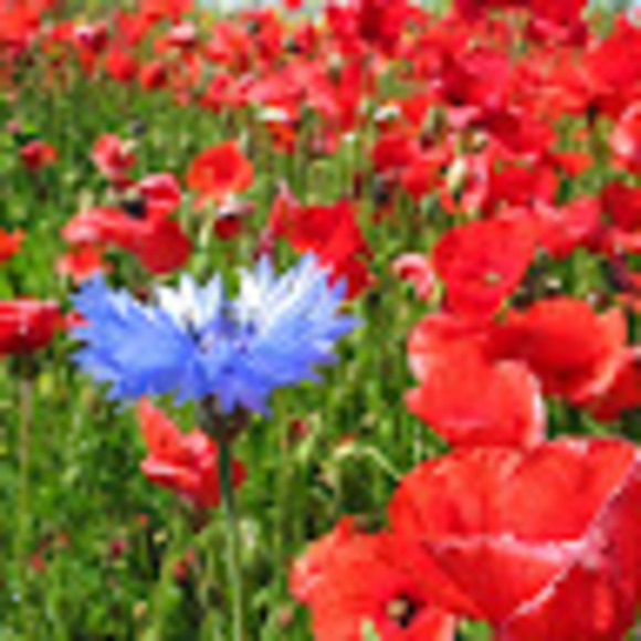 Profile Picture of Lamar Odhner (@lamarberith) on Poshmark