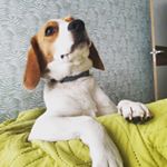 Profile Picture of Gloria the beagle (@lori.lovely.baby) on Instagram