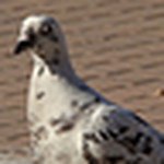 Profile Picture of Paula Cernadas (@_ºateneaº_) on Flickr