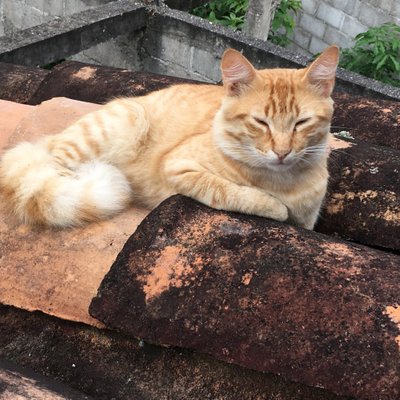 Profile Picture of Luis Enamorado (@epluis89) on Twitter