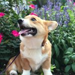 Profile Picture of Rosie Cotton (@rosie_cotton_corgi) on Instagram