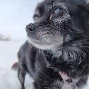 Profile Picture of Steve Woods (@stevewoods7299) on Youtube