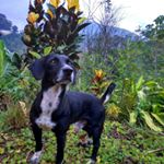 Profile Picture of Sonia Salome Godinez Cordero (@soniasalomegodinez) on Instagram