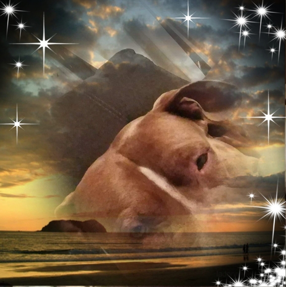 Michael Buschur - Poshmark Profile Picture of Michael Buschur (@rockcob) on Poshmark