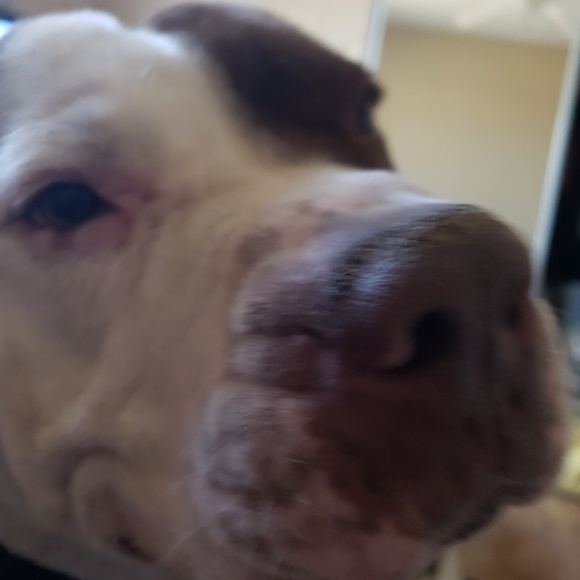 Profile Picture of Kyra Schultz (@kschu13) on Poshmark