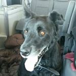 Profile Picture of carrie salisbury (@carrie.brad_salisbury) on Instagram