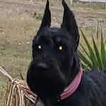 Profile Picture of mario leos (@marioleos01) on Instagram