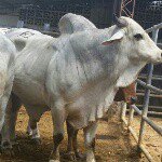 Profile Picture of Rene Marcillo (@metallrene) on Instagram