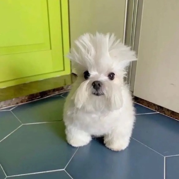 Profile Picture of Angelina Trainum (@jette559) on Poshmark