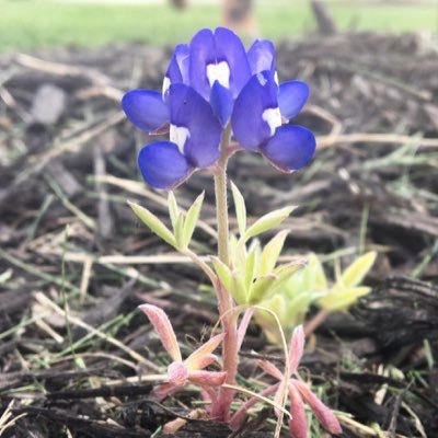 Ian Freudenburg - Twitter Profile Picture of Ian Freudenburg (@IFreudenburg) on Twitter