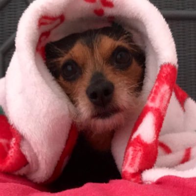 Profile Picture of Meatball Loves Ben Kissel (@meatballforben) on Twitter
