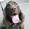 Profile Picture of E.cocker Luke (@naughtyboy-2yearsold) on Flickr